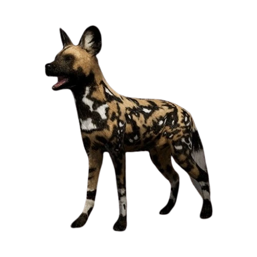 African Wild Dog